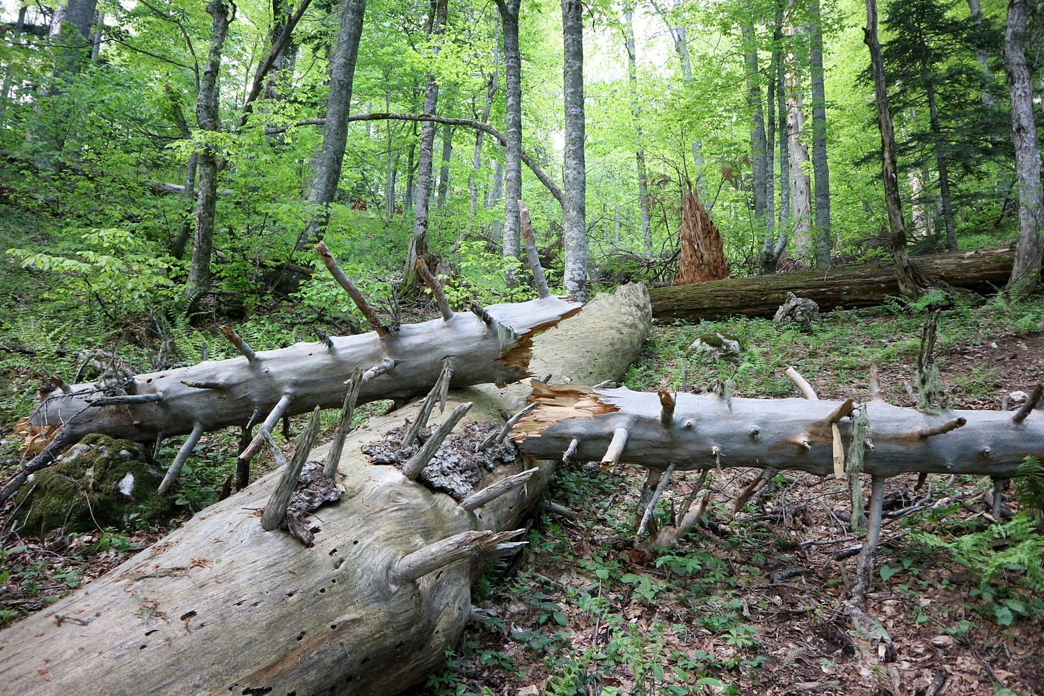 Черногор, image of landscape/habitat.