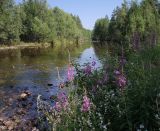 Окрестности Северного, image of landscape/habitat.