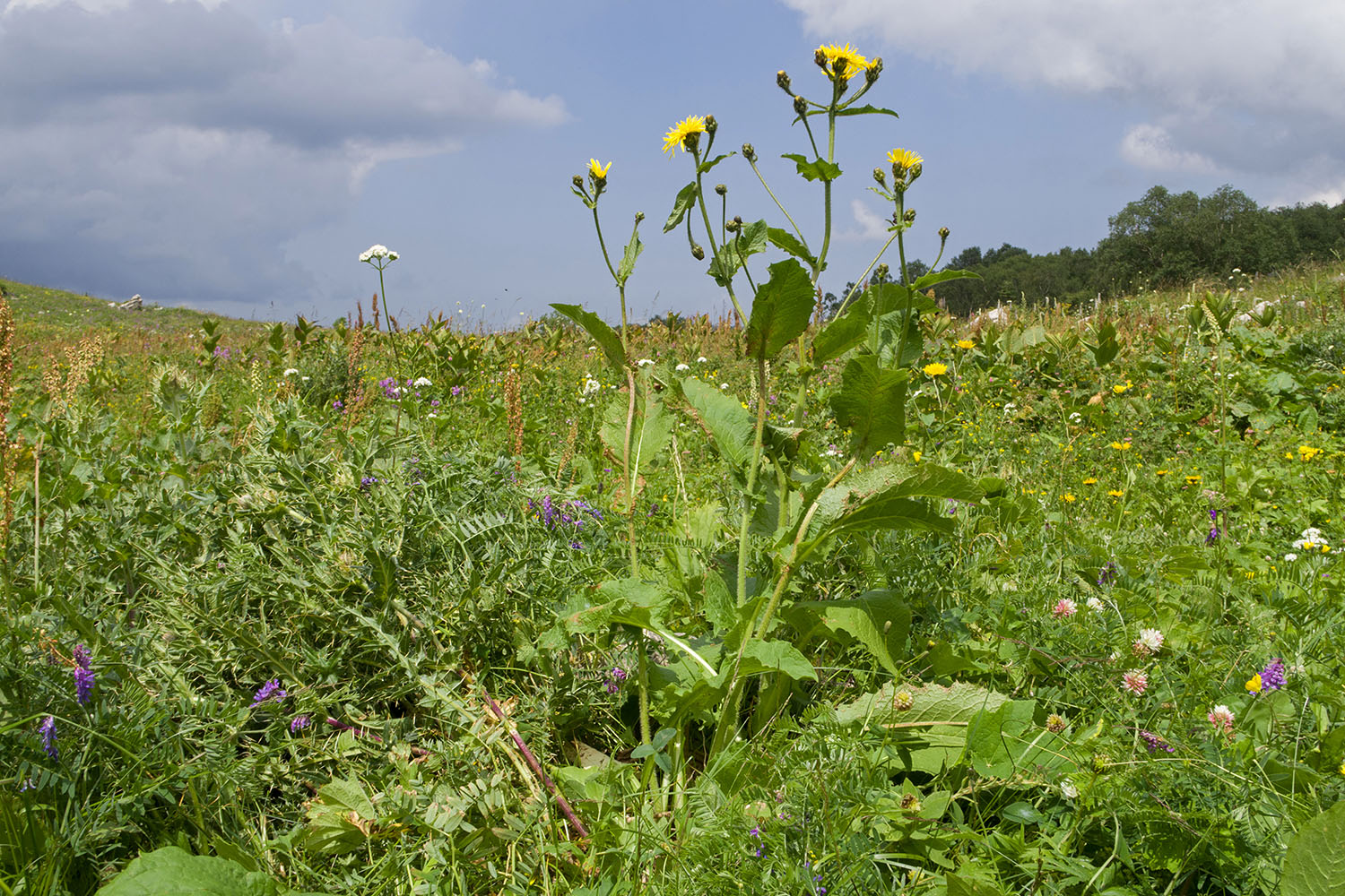 Каменное Море, image of landscape/habitat.