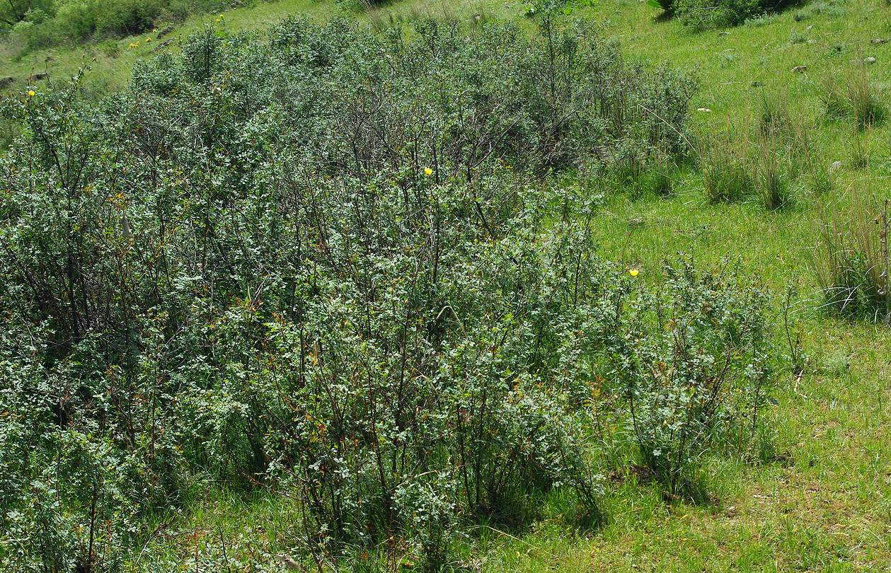 Белашово, image of landscape/habitat.