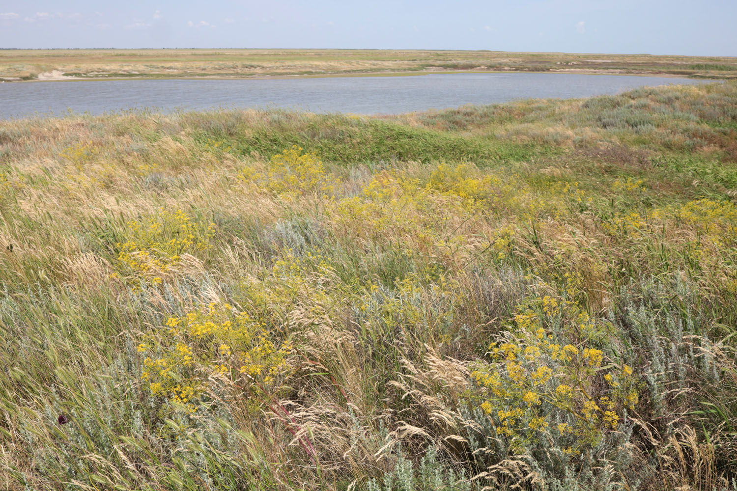 Заказник Присивашский, image of landscape/habitat.