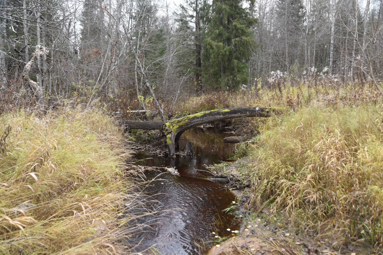 Окрестности устья реки Итница, image of landscape/habitat.