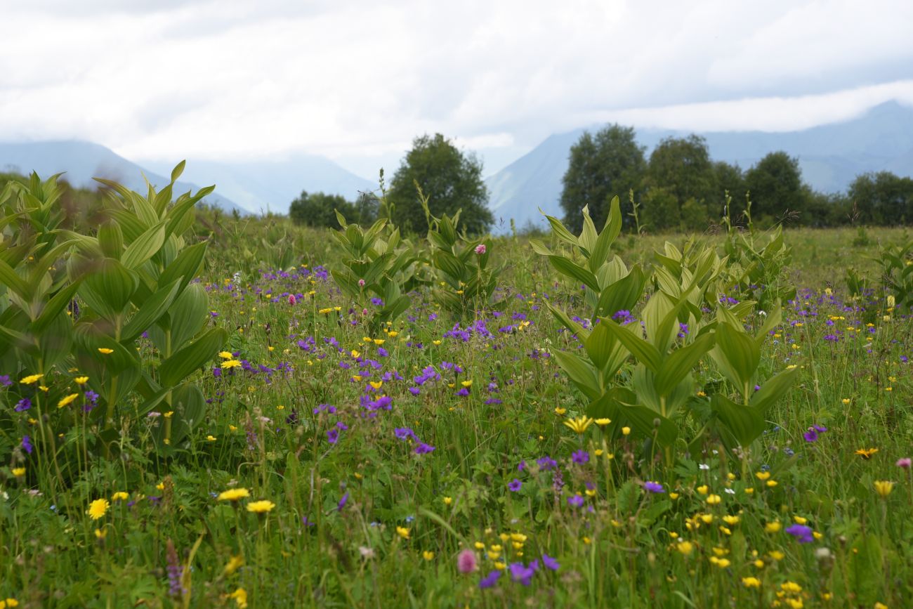 Сигнальная гора, image of landscape/habitat.