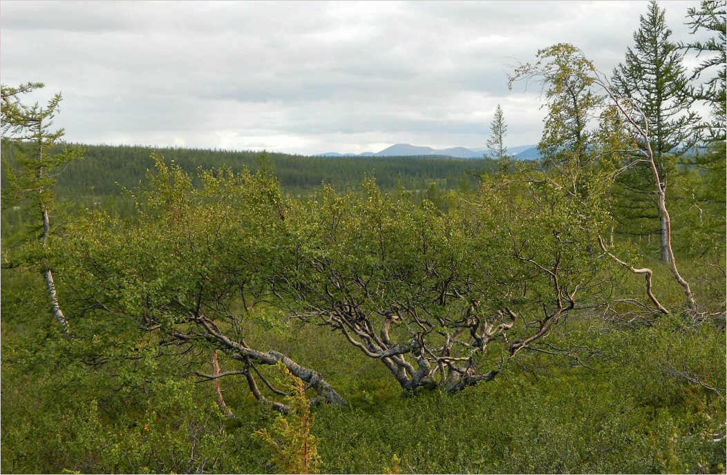 Лагортаю, изображение ландшафта.