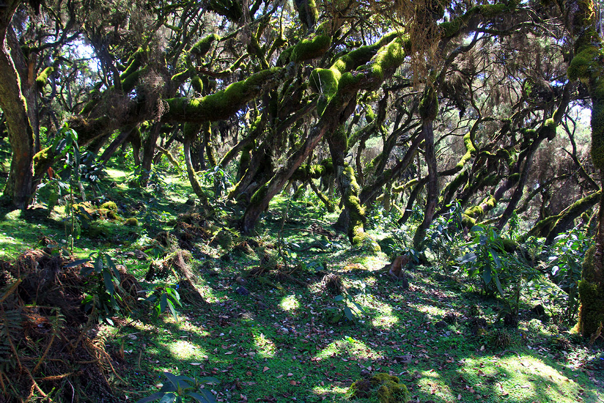 Лес Харена, image of landscape/habitat.