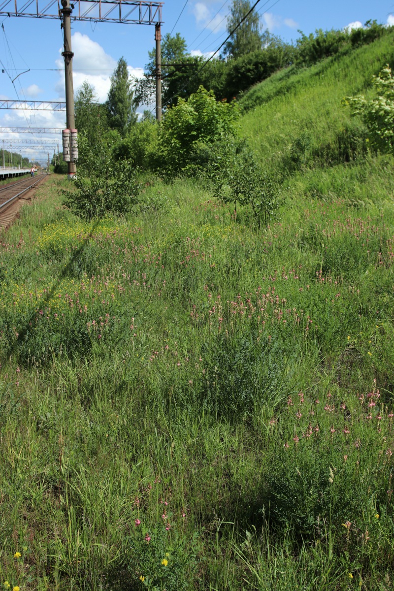 Толмачёво, image of landscape/habitat.