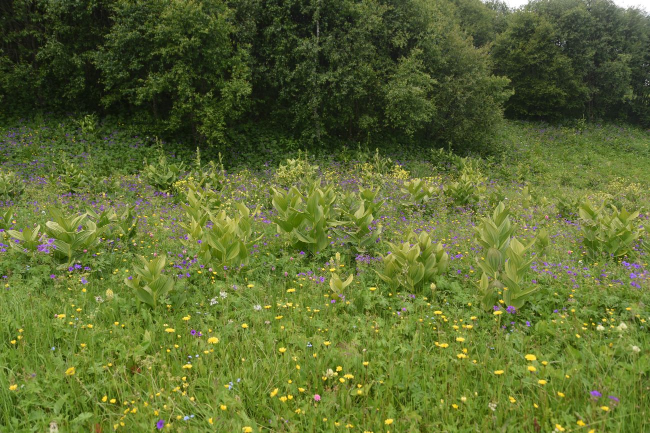 Сигнальная гора, image of landscape/habitat.