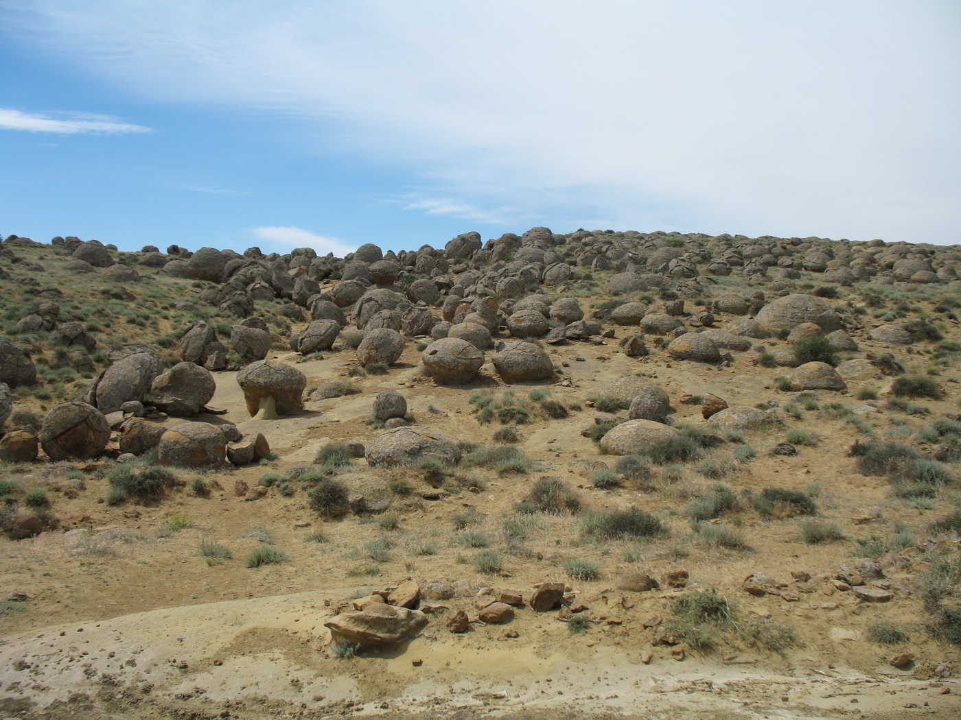 Торыш, image of landscape/habitat.