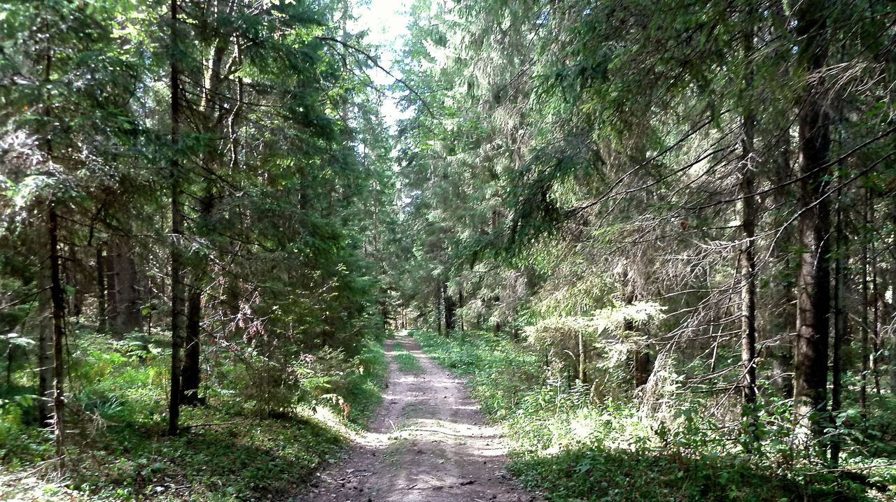 Шолоховский бор и д. Климово, image of landscape/habitat.