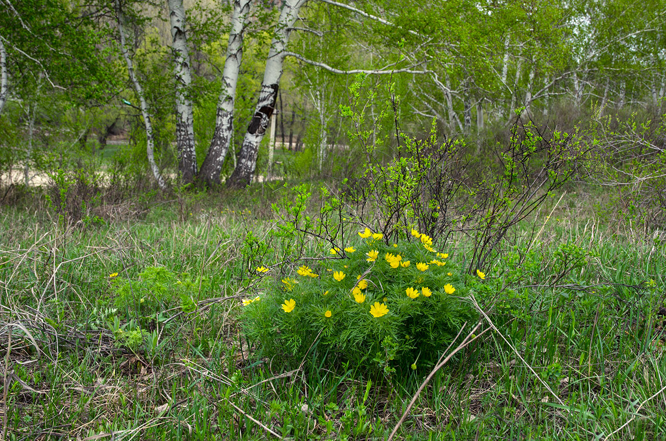 Янтышево и окрестности, image of landscape/habitat.