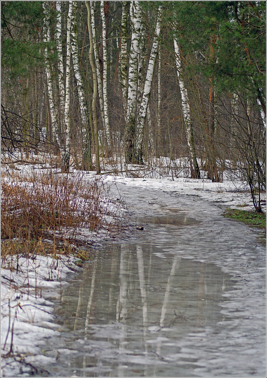 Кузьминский лесопарк, image of landscape/habitat.