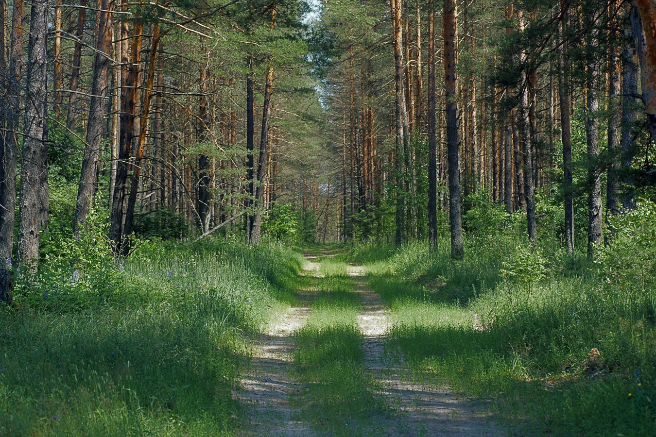 Лесные массивы Владимирской области