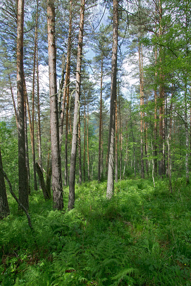 Камлак, image of landscape/habitat.