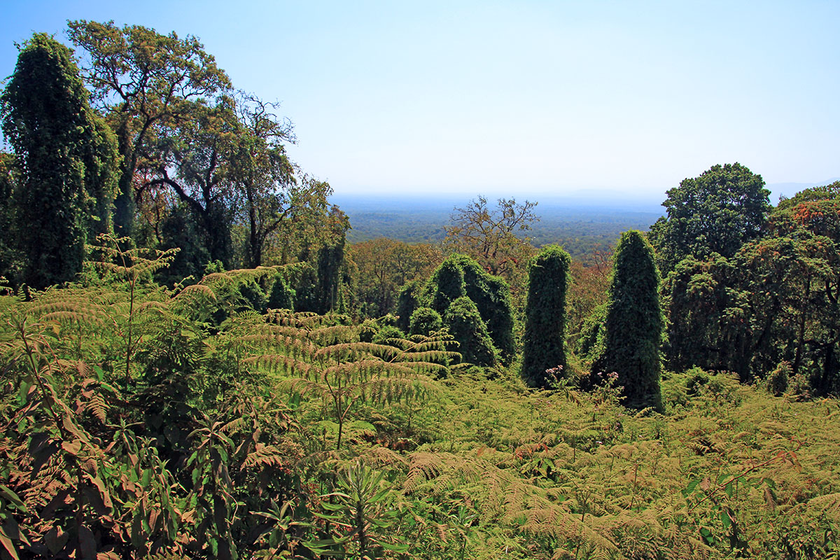 Лес Харена, image of landscape/habitat.