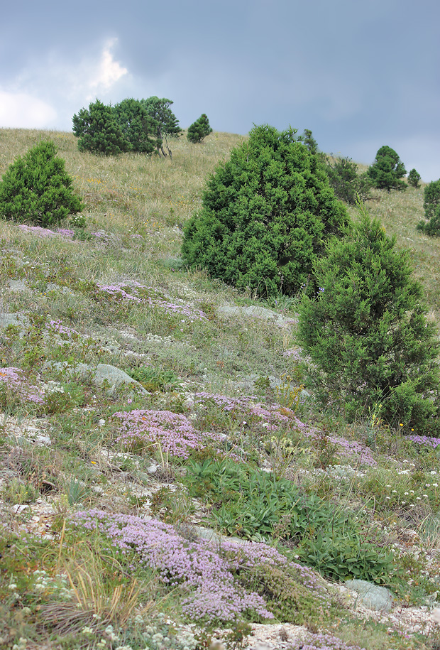 Отроги горы Совхозная, image of landscape/habitat.