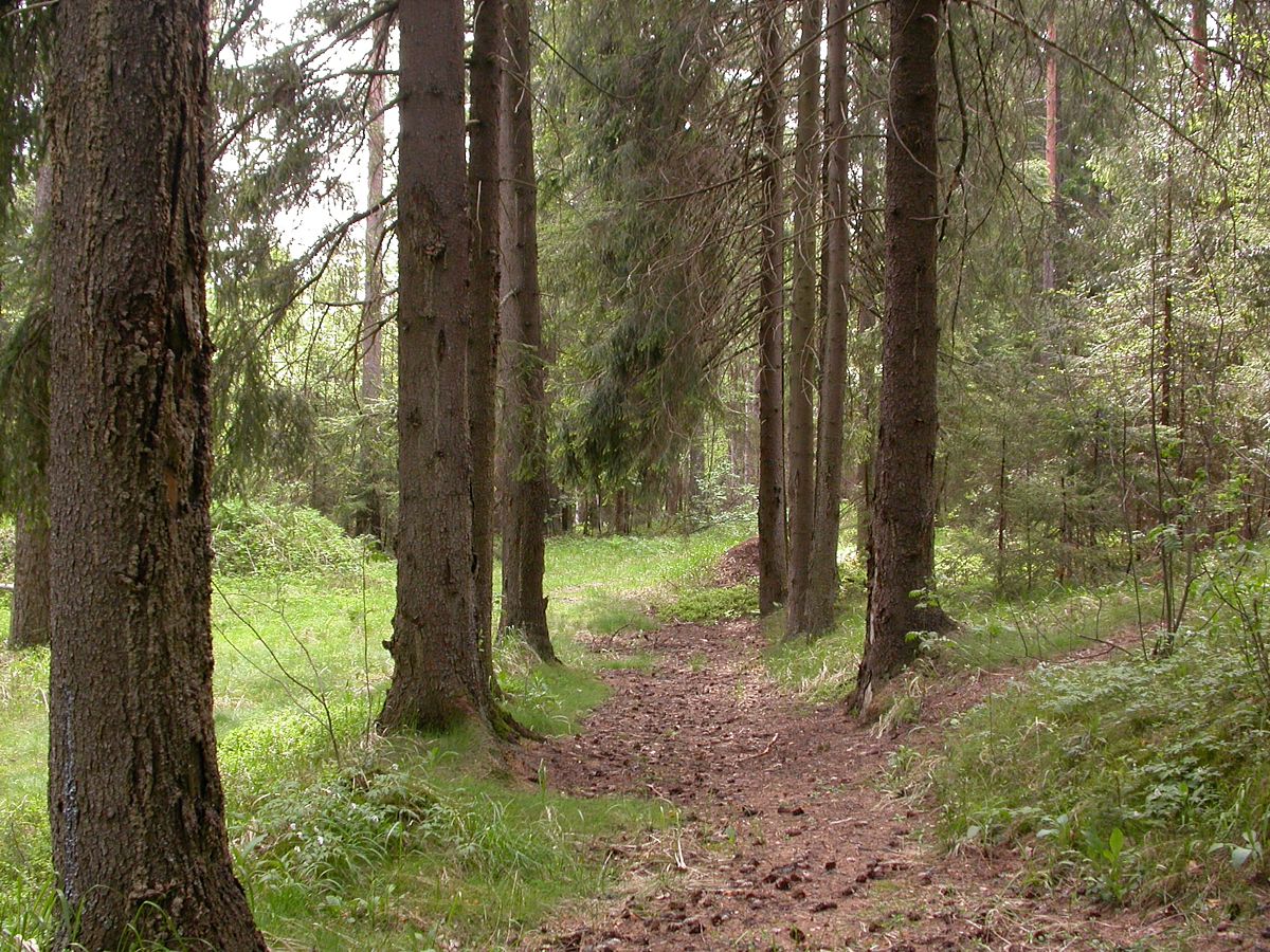 Ленинское на Сестре, image of landscape/habitat.