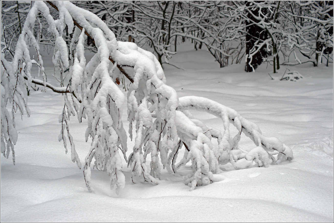 Кузьминский лесопарк, image of landscape/habitat.