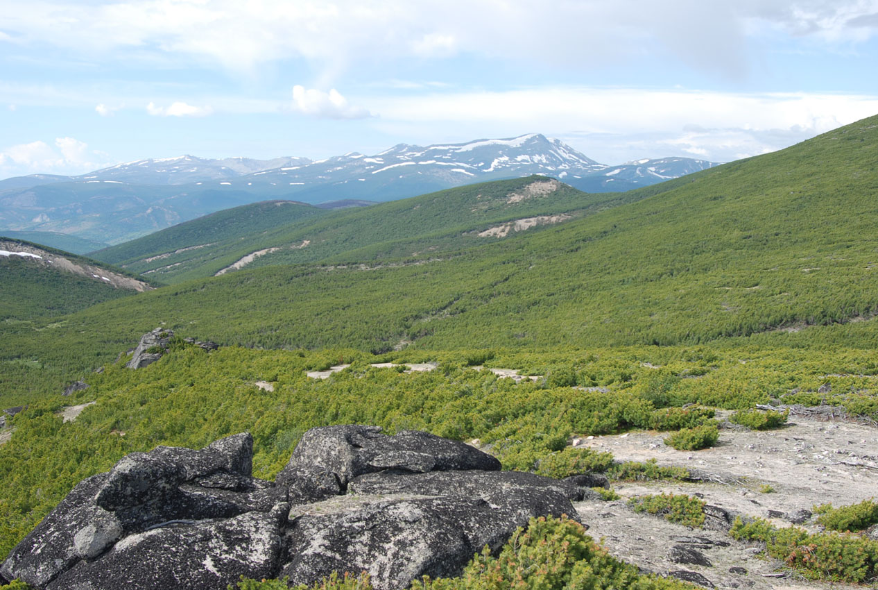 Перевал Снежный, image of landscape/habitat.