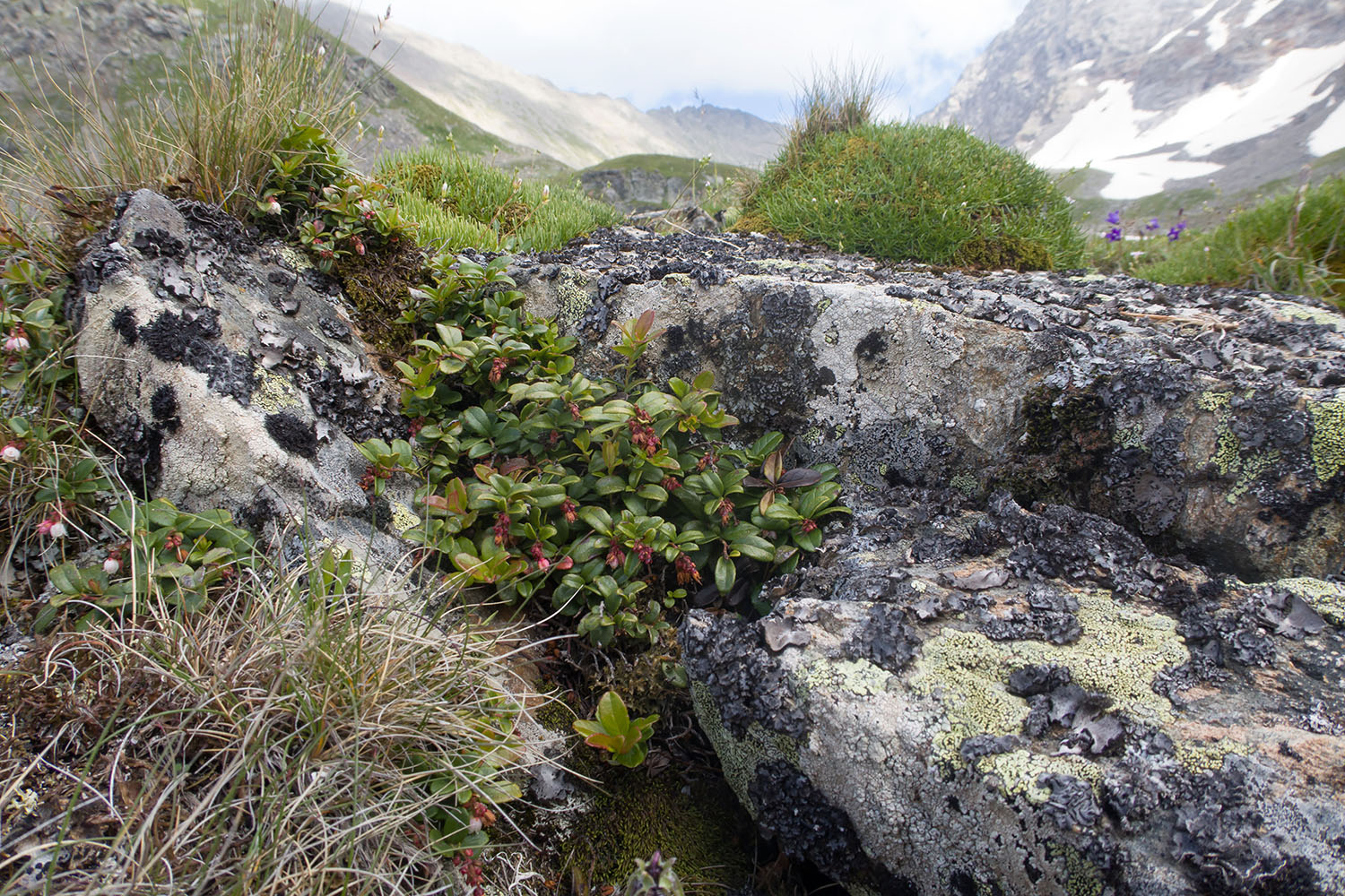 Озеро Тихое, image of landscape/habitat.