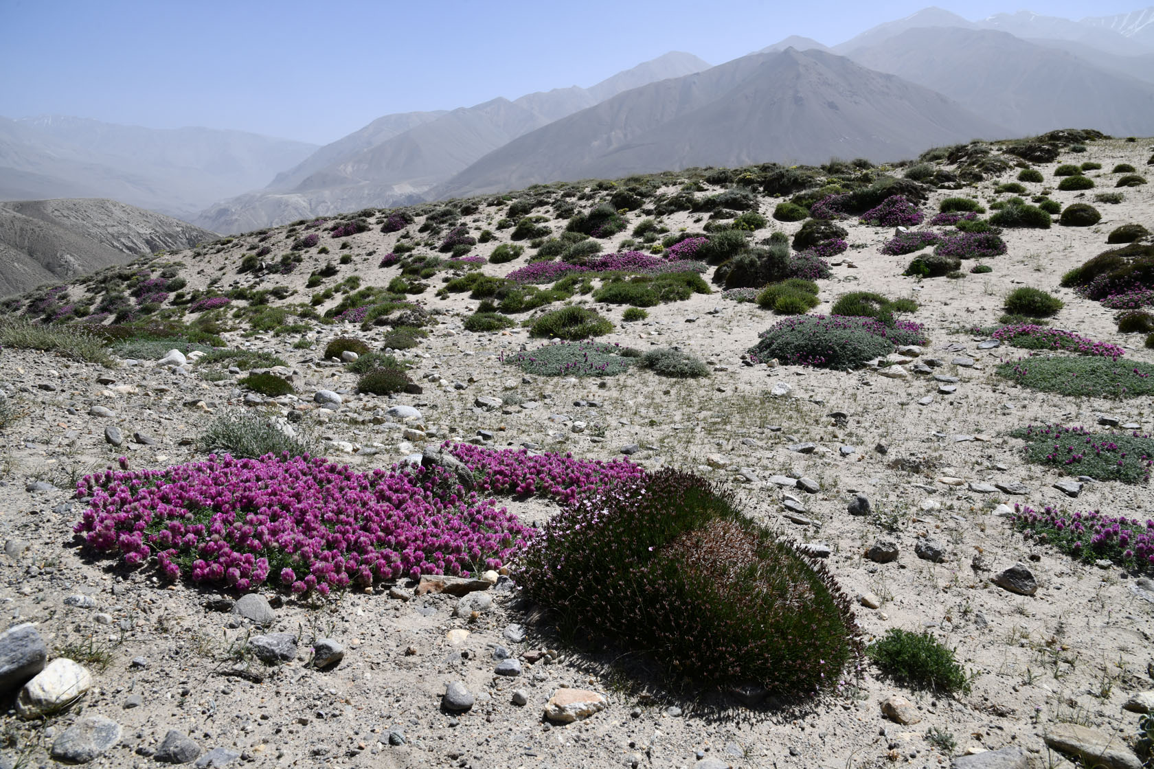 Памир, image of landscape/habitat.