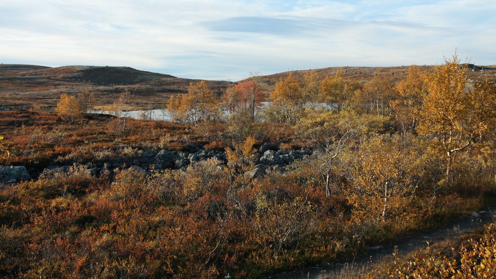 Тундра у Печенгской дороги, image of landscape/habitat.