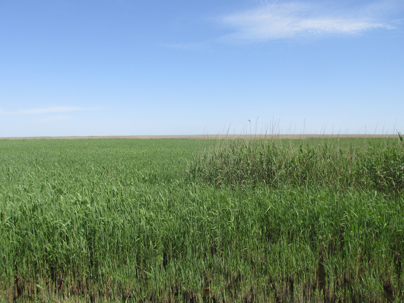 Аграханский залив, image of landscape/habitat.