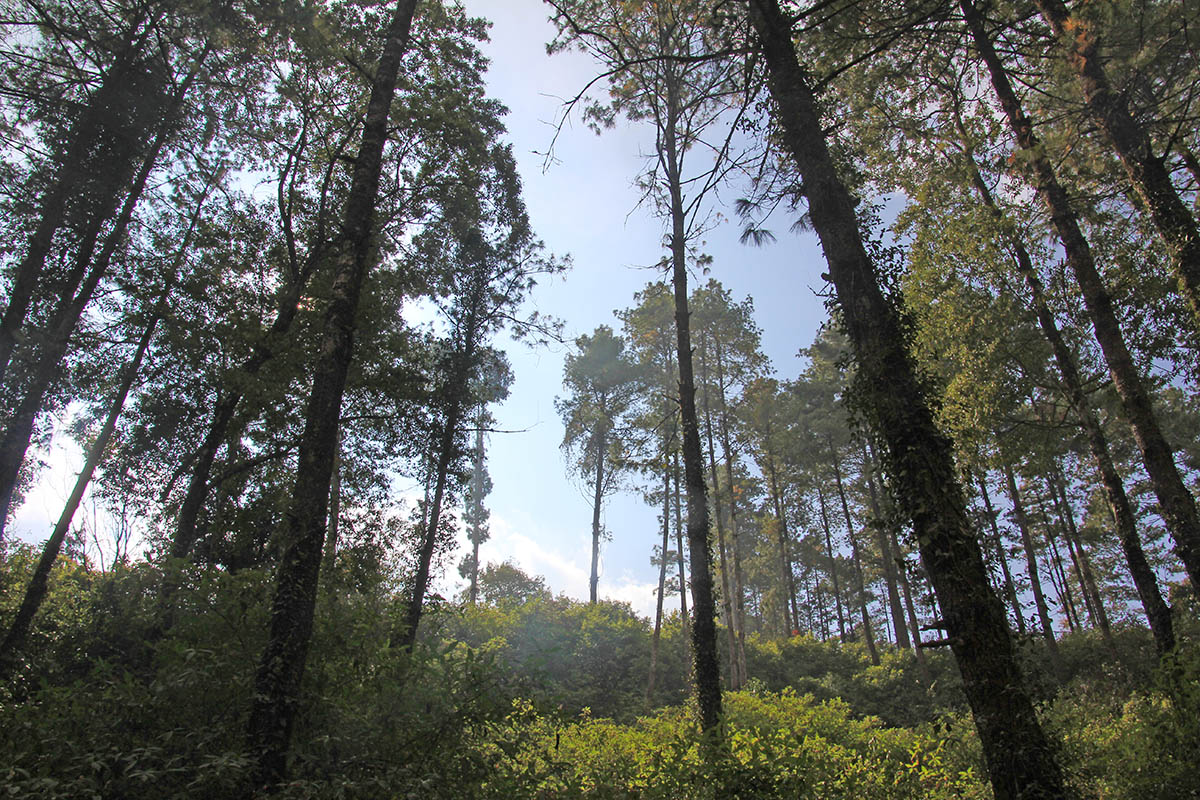 Шивапури-Нагарджун, image of landscape/habitat.