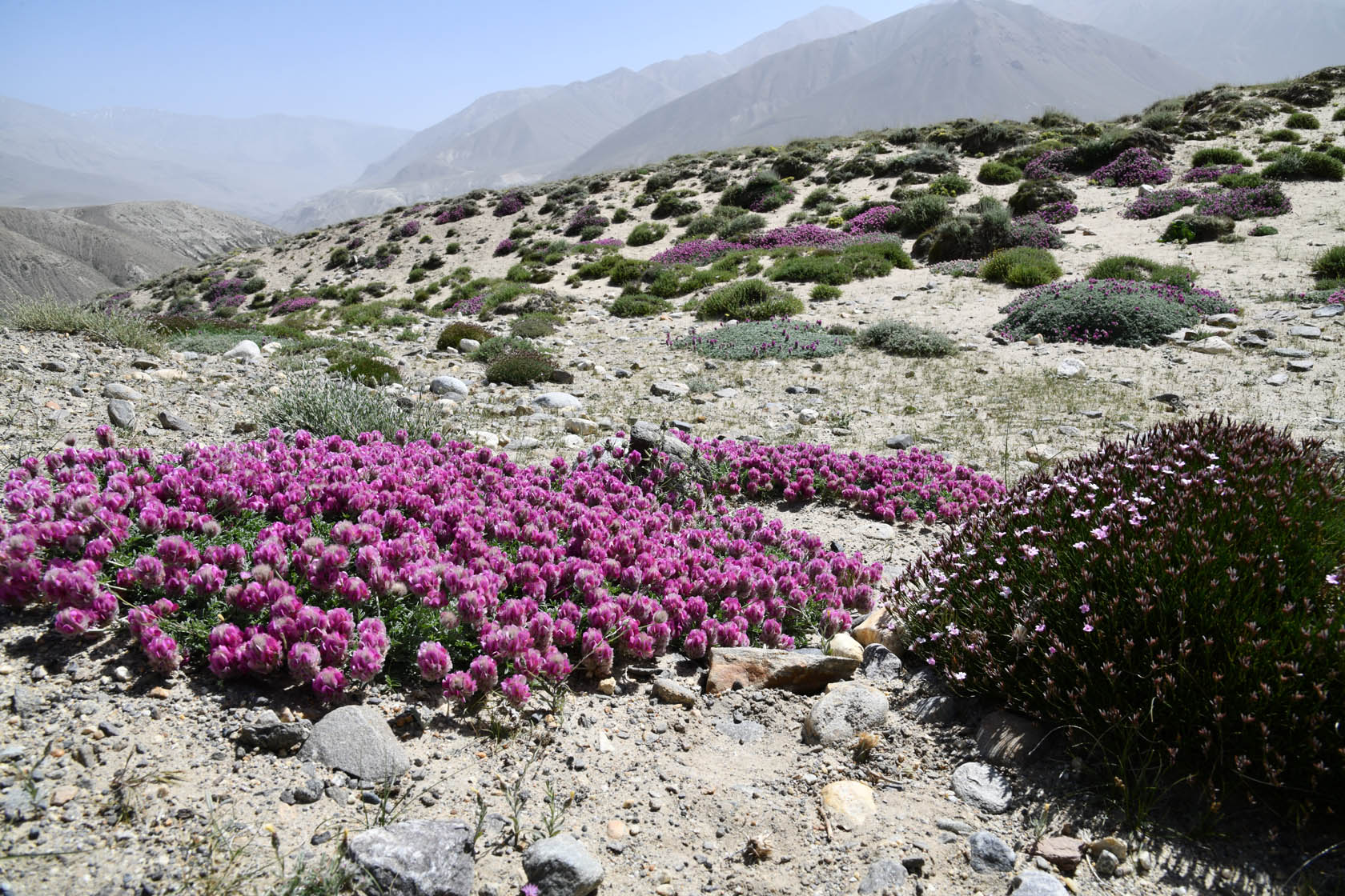 Памир, image of landscape/habitat.