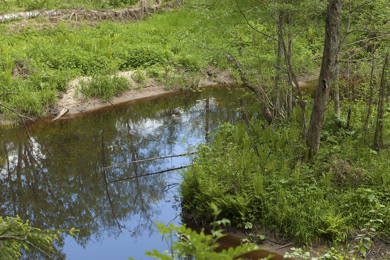 Антипино, image of landscape/habitat.