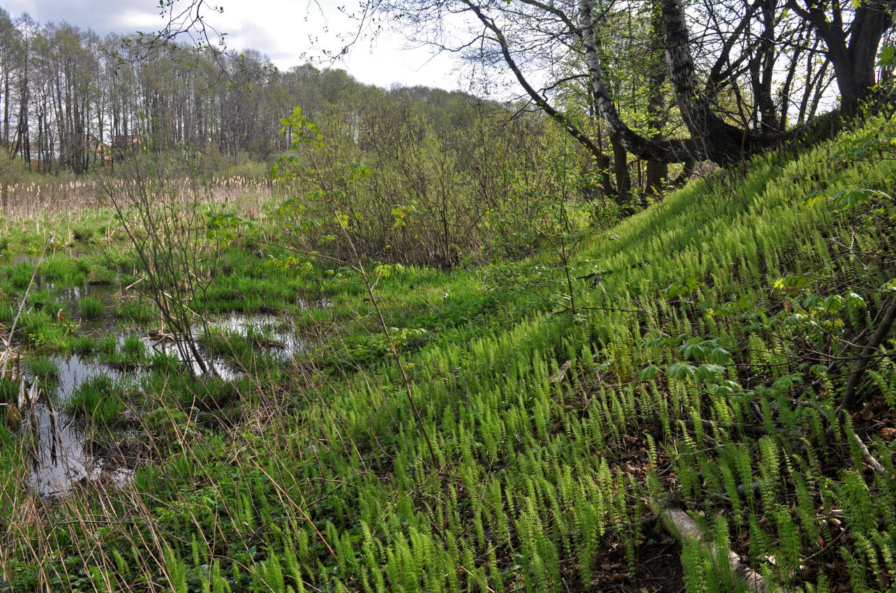 Железнодорожный, image of landscape/habitat.