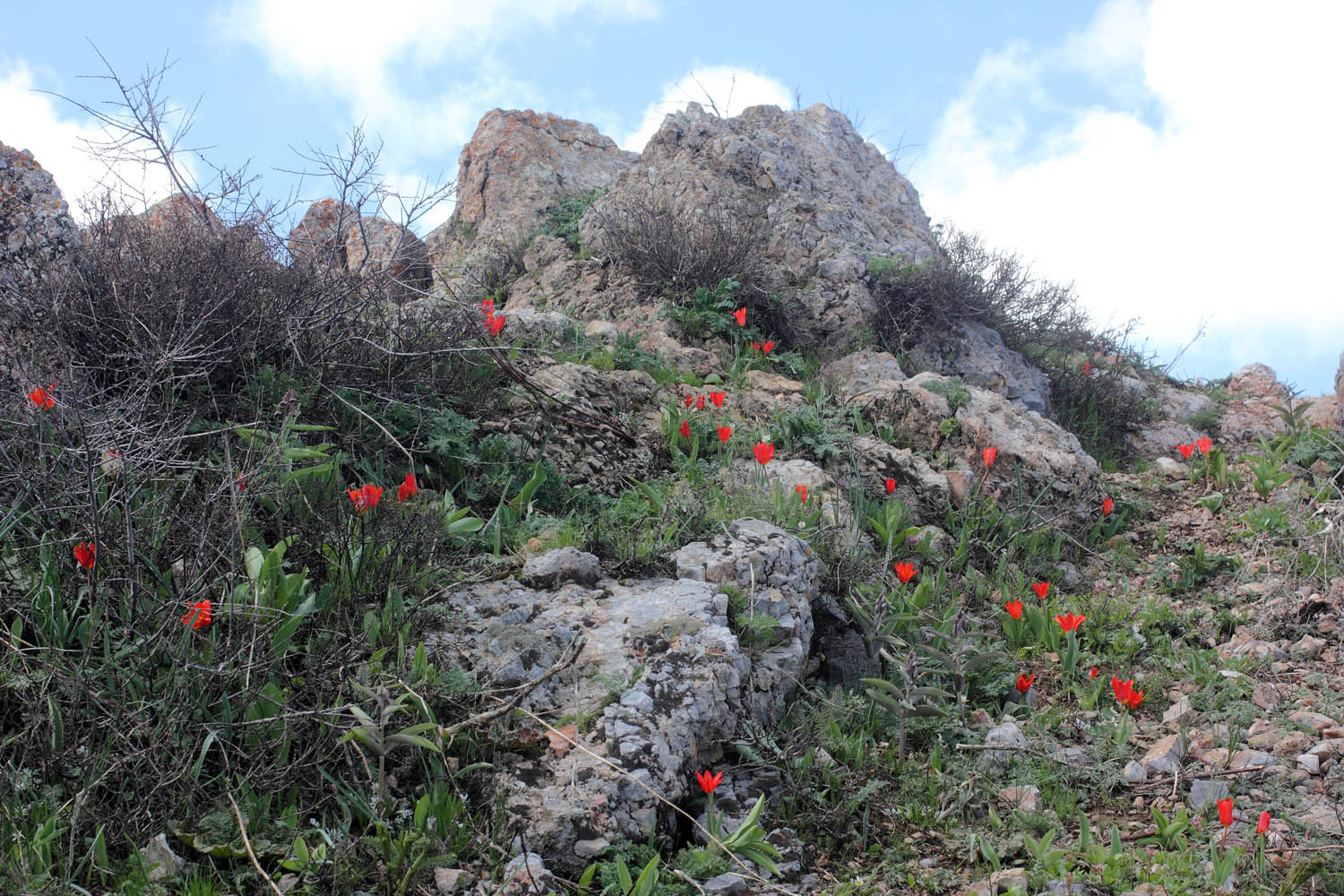 Малый Чимган, image of landscape/habitat.