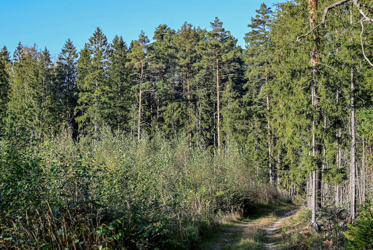 Долина реки Сестра, image of landscape/habitat.