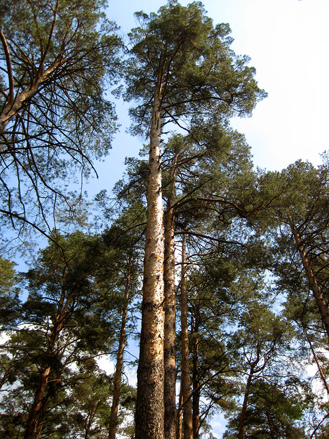 Лебедёвка, image of landscape/habitat.