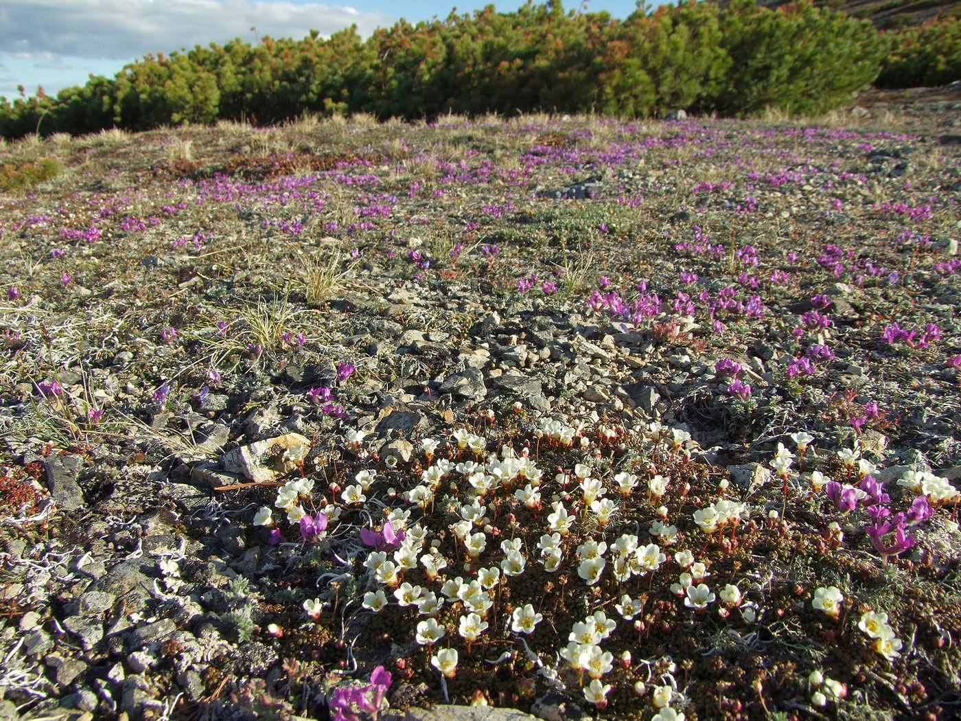 Водораздел Дукчи и Омчика, image of landscape/habitat.