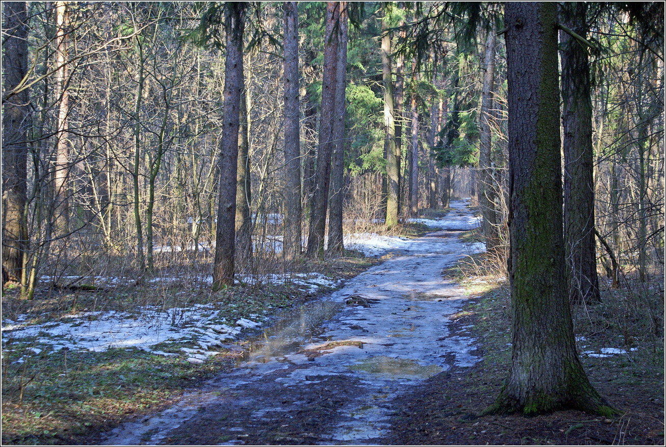 Кузьминский лесопарк, image of landscape/habitat.