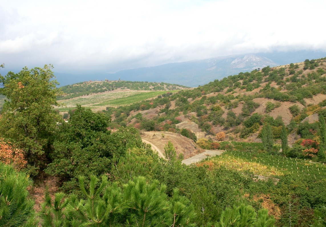 Малореченское и окрестности, image of landscape/habitat.