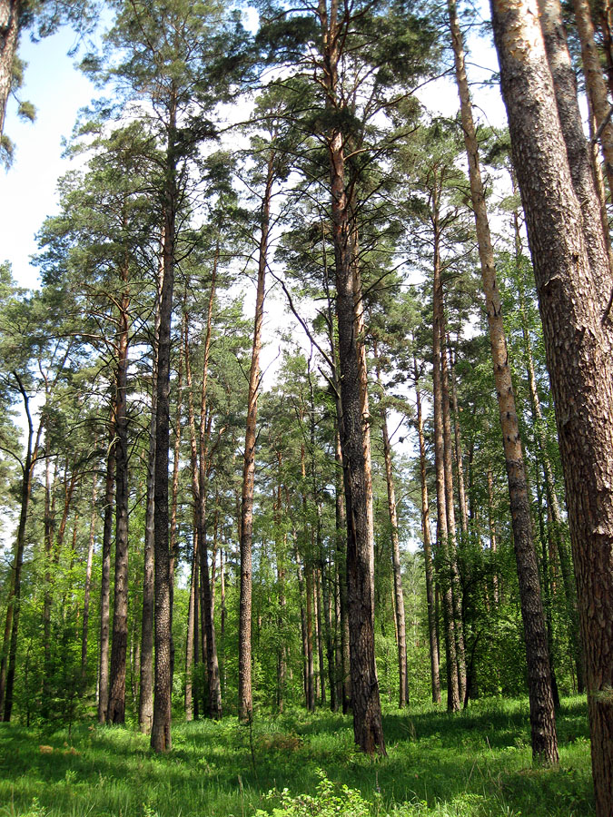 Лебедёвка, image of landscape/habitat.