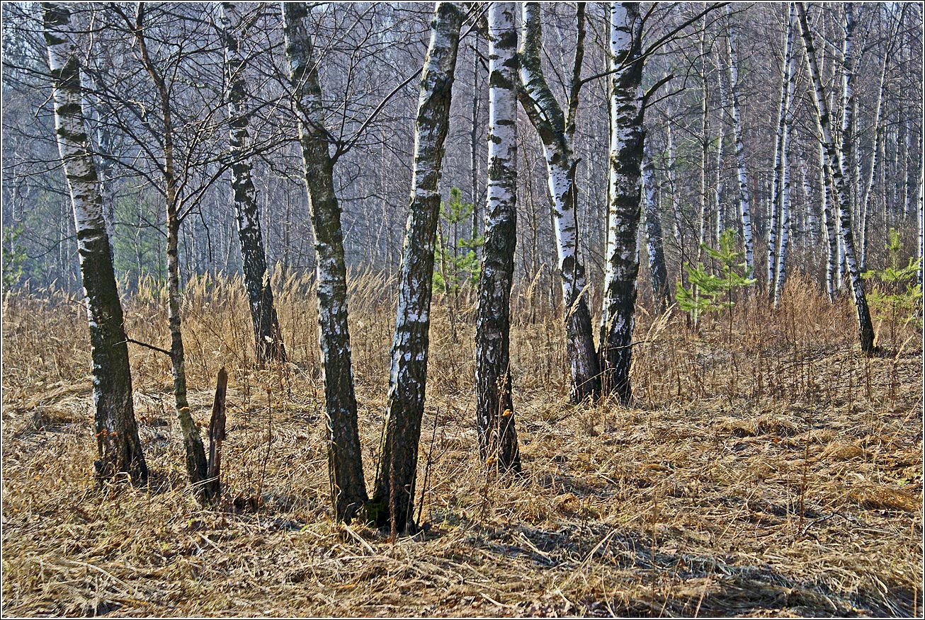 Кузьминский лесопарк, image of landscape/habitat.