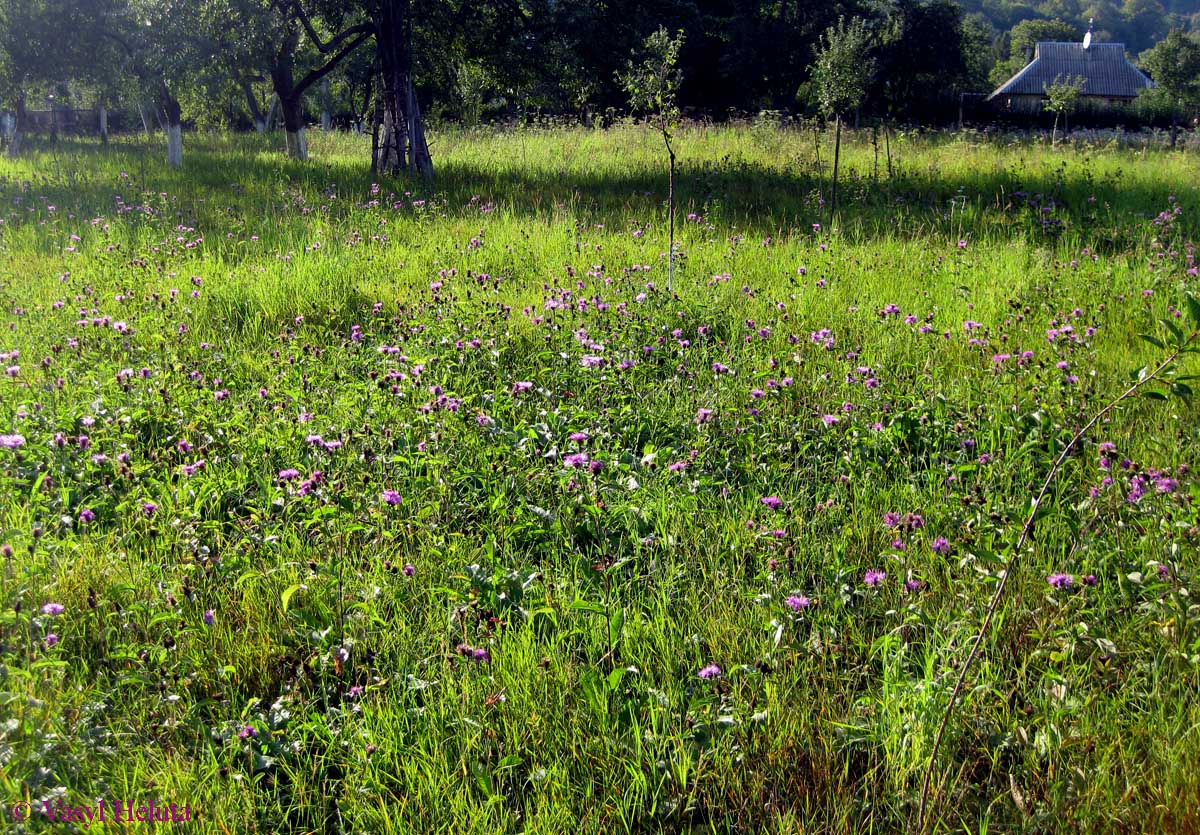 Шешоры, image of landscape/habitat.