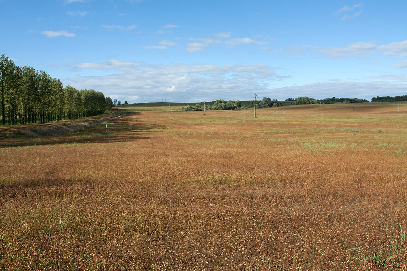 Луговица, image of landscape/habitat.