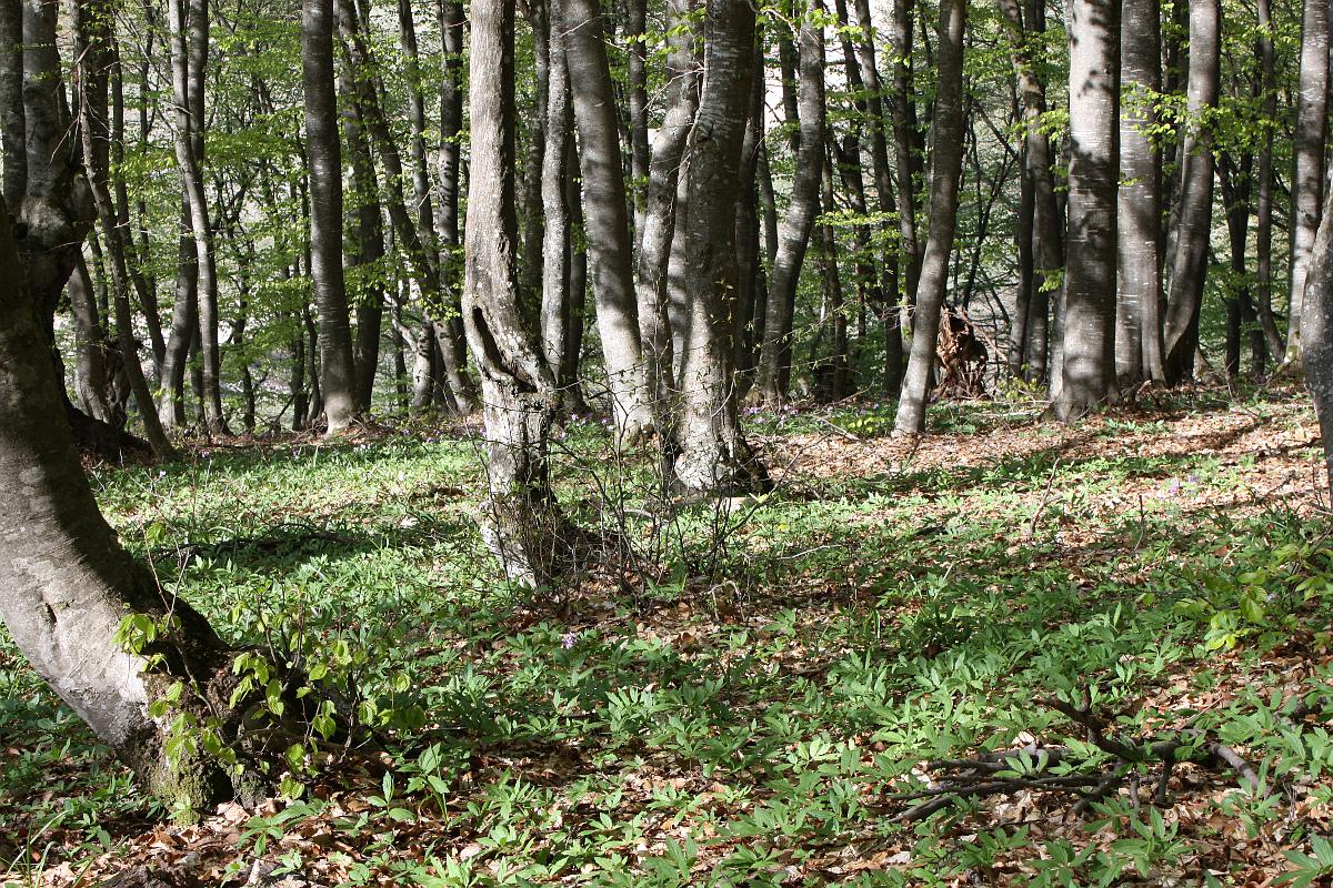 Нижнее плато Чатырдага, image of landscape/habitat.