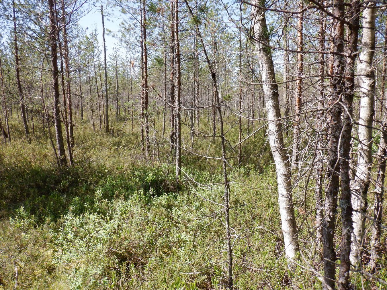 Свалка опилок, image of landscape/habitat.