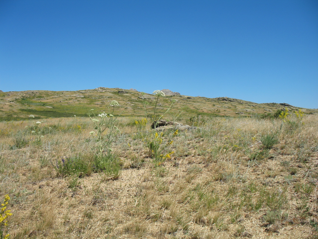 Айыртау, image of landscape/habitat.