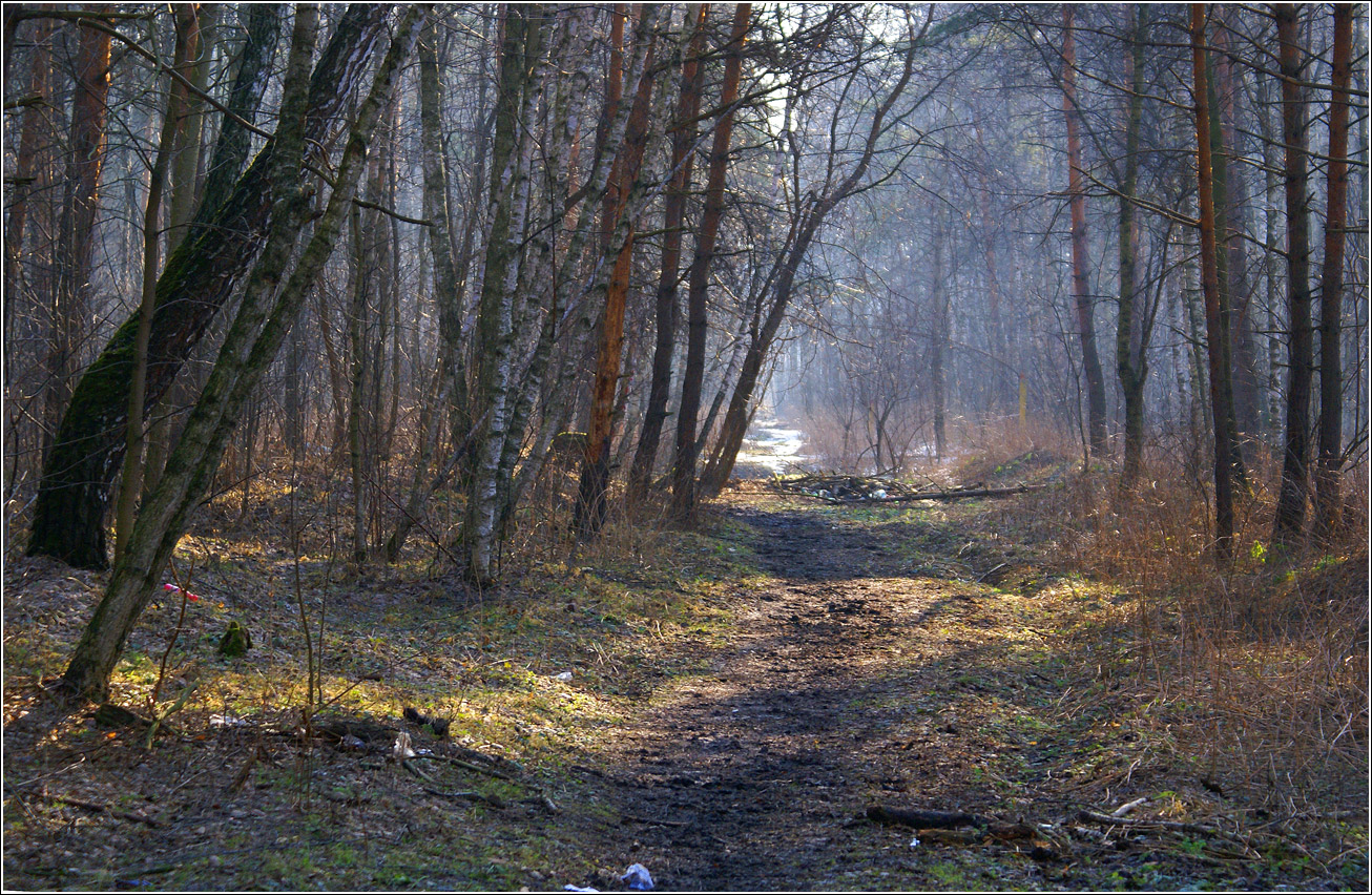 Кузьминский лесопарк, image of landscape/habitat.