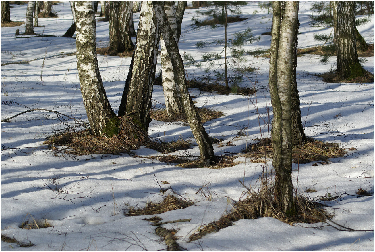 Кузьминский лесопарк, image of landscape/habitat.