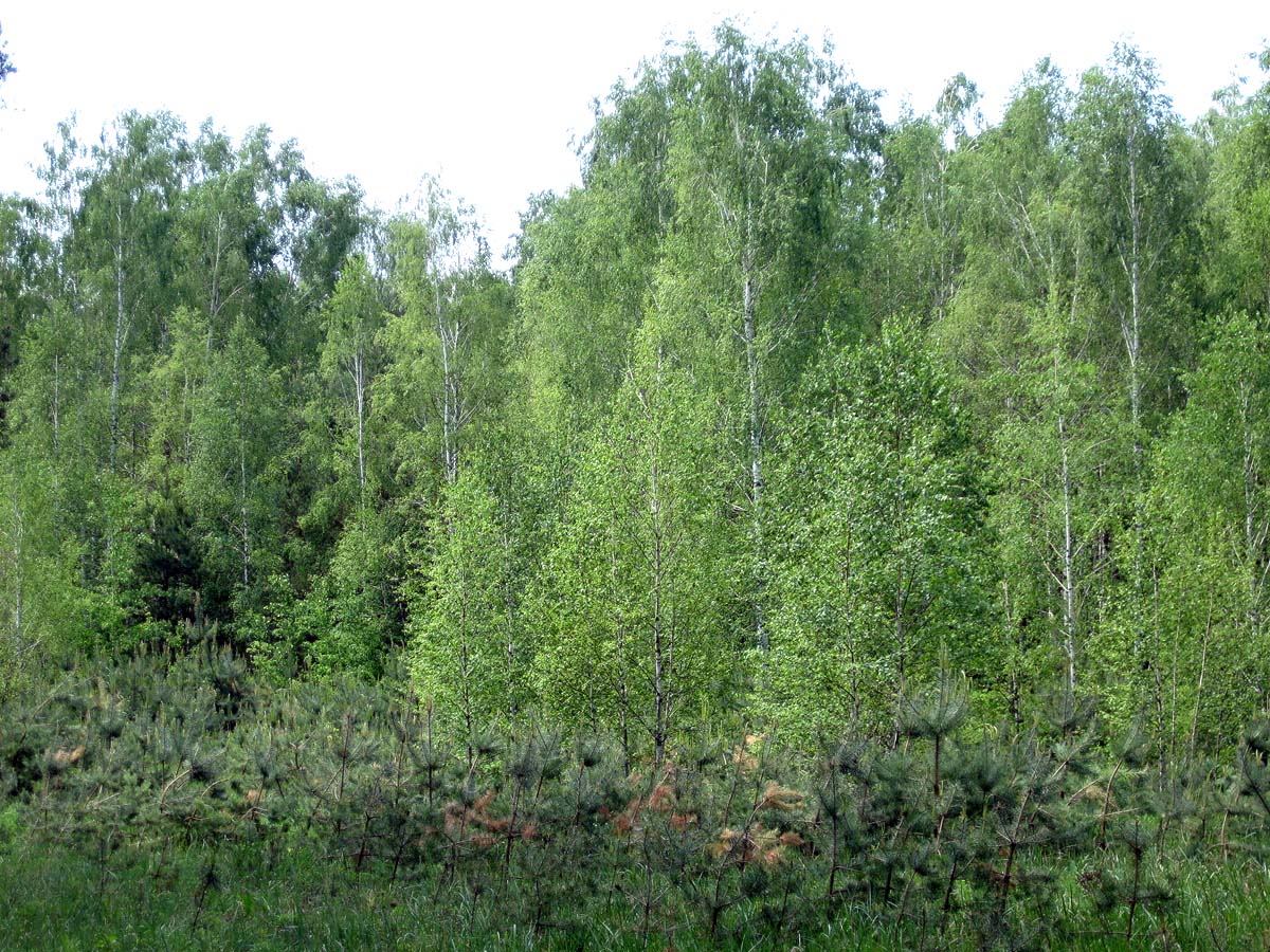 Лебедёвка, image of landscape/habitat.