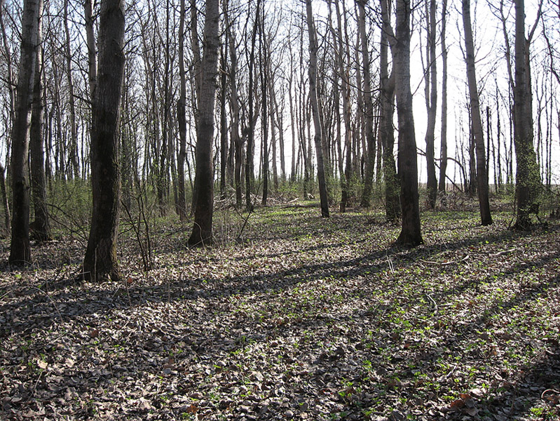 Село Ново-Зубово, изображение ландшафта.