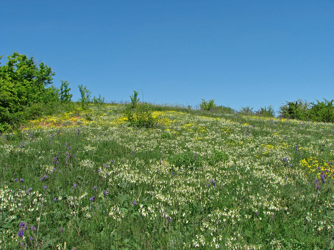 Калиновка, image of landscape/habitat.