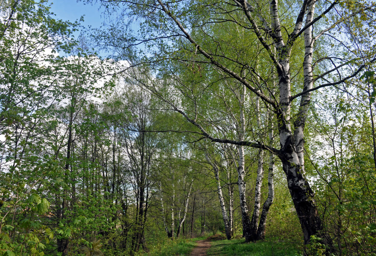 Железнодорожный, image of landscape/habitat.