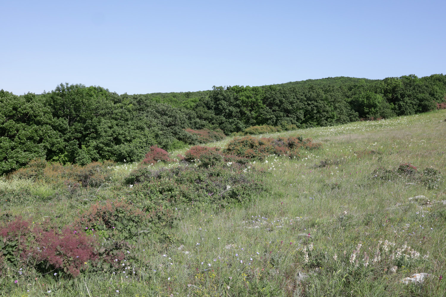 Окрестности села Мичуринское, image of landscape/habitat.